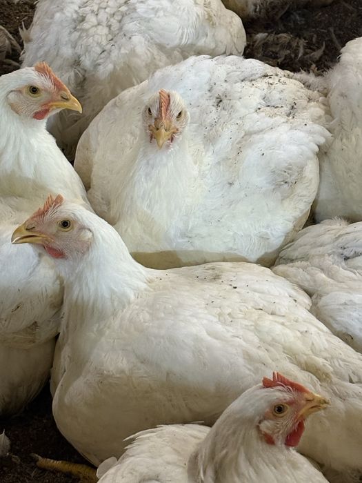 Продам бройлера живою вагою