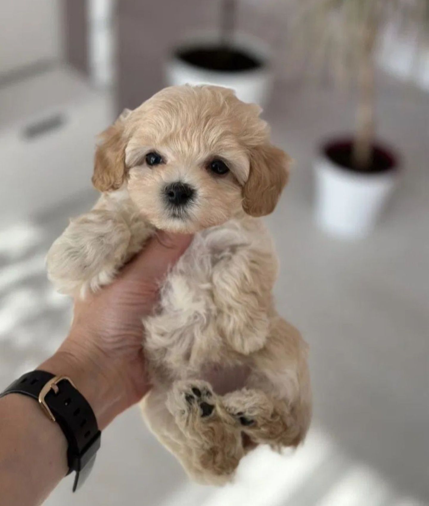 Zjawiskowa Cremowa Suczka Maltipoo