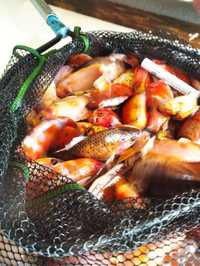 Karaś ozdobny Shubunkin oczko wodne stawik staw od rybaka ryby zdrowe