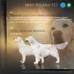 Golden retriever, Hodowla Iwed Poland FCI,  ZKwP