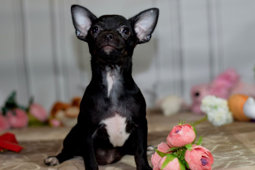 Девочка чихуахуа