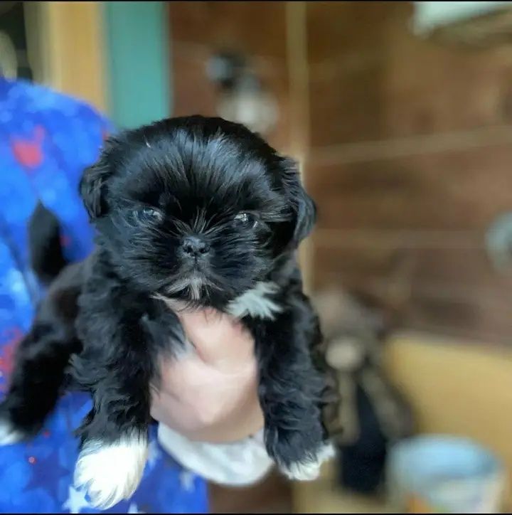 Shih tzu gotowy do odbioru