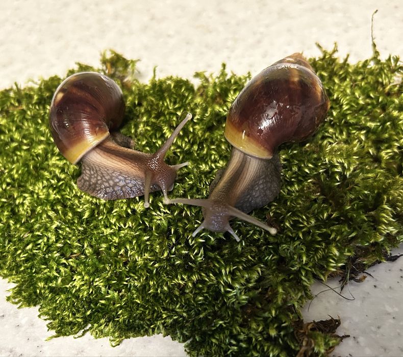 Безкоштовно дорослі равлики Ахатини