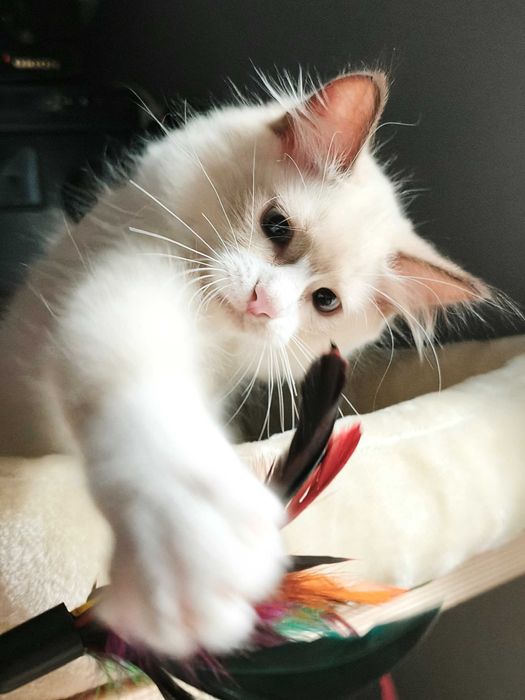 Unikalny Ragdoll mink / Cherubim czekoladowy bicolor