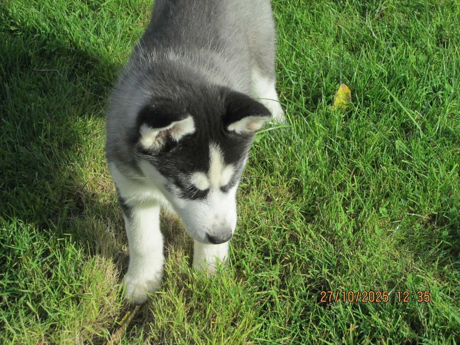 Sprzedam szczeniaka husky