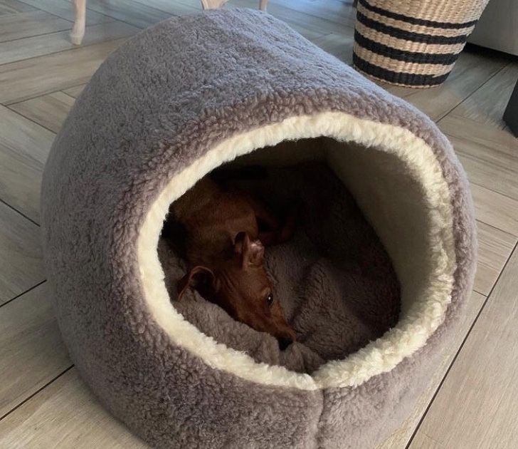 Хутряний будиночок домик лежак хатинка лежанка для котика собачки