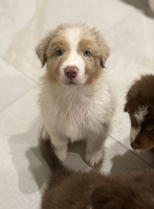 Piesek red merle owczarek australijski FCI