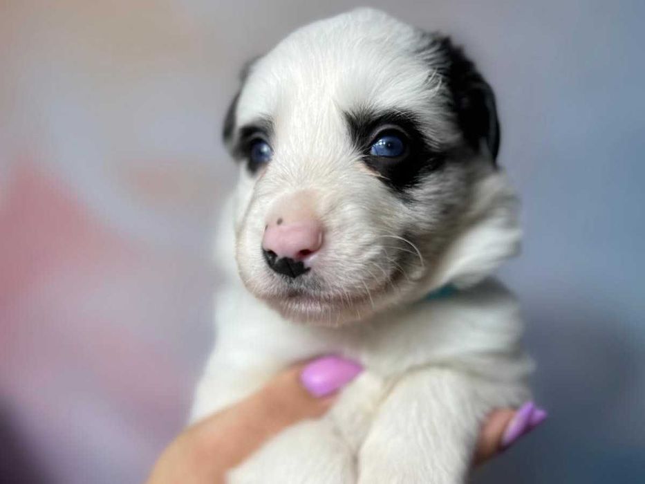 szczeniak pies Border Collie ZKwP(FCI) blue-merle