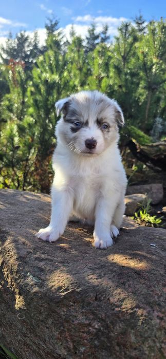 Border collie piesek red merle tri
