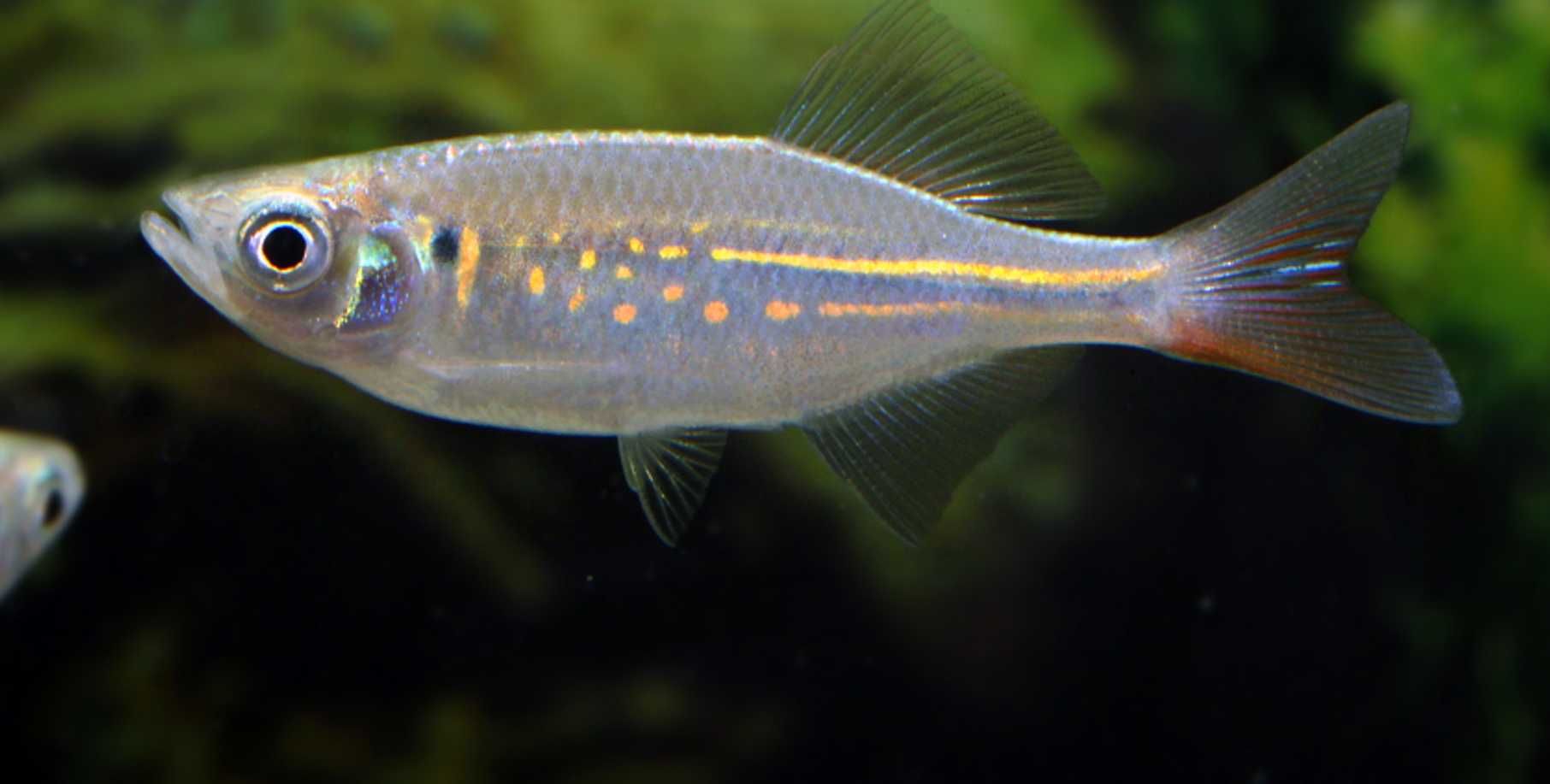 Danio malabarski - Devario malabaricus - Malabarskie - dowóz, wysyłka