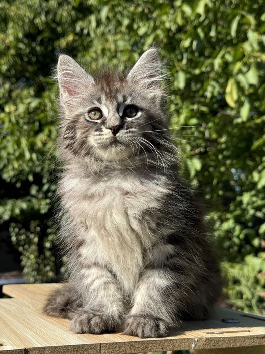 Крупная девочка серебро  котенок мейн кун с документами wcf крупный