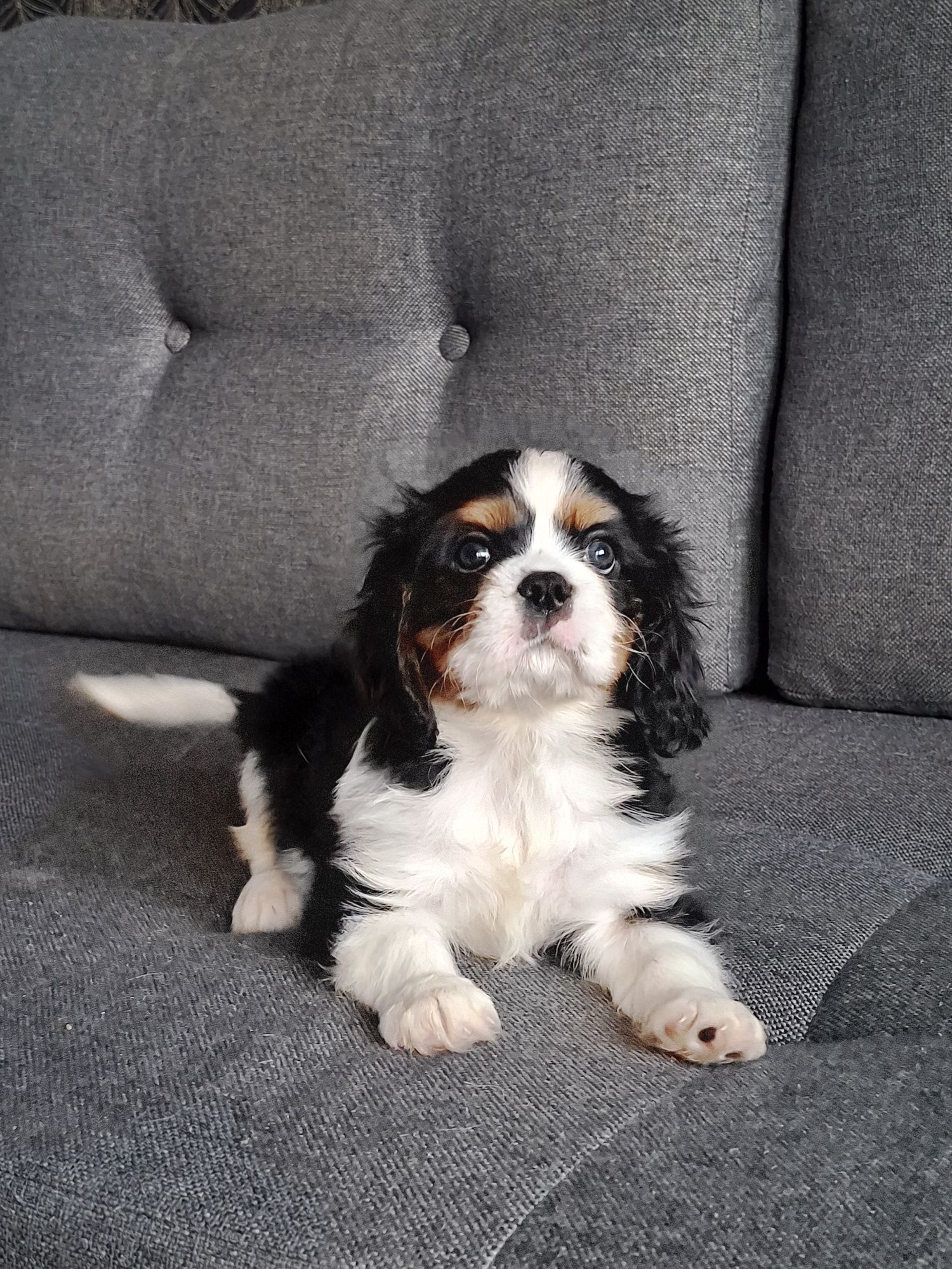 Cavalier słodziak piesek