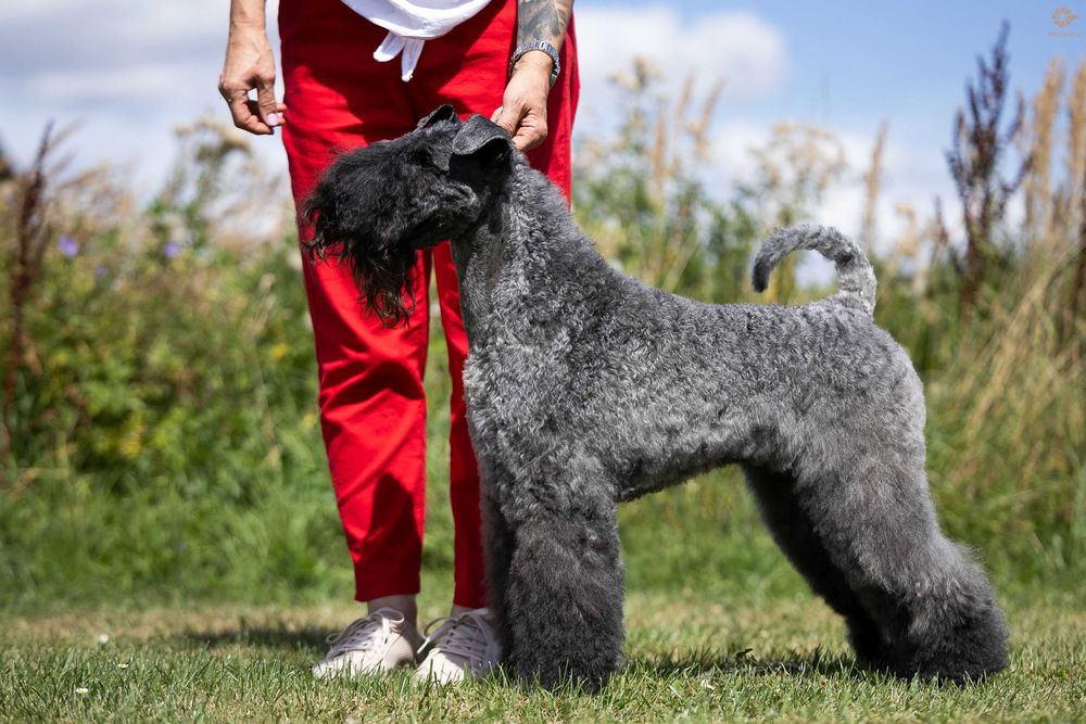 Kerry Blue Terrier
