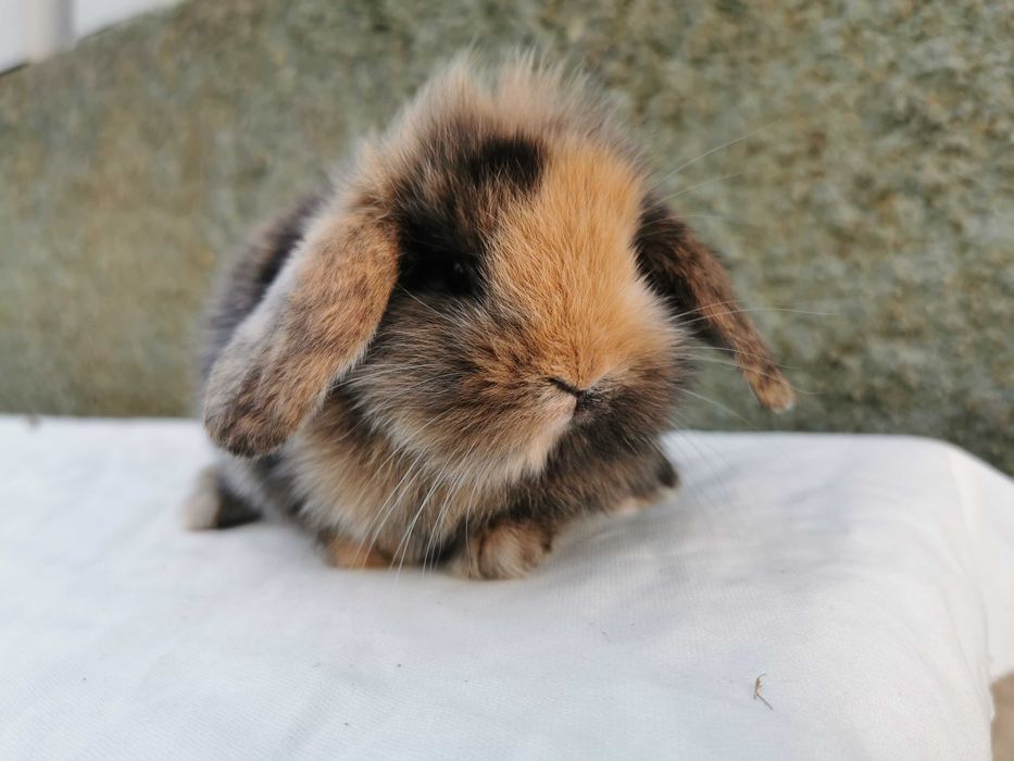 KIT Coelhos anões mini hôlandes e mini toy desparasitados e vacinados