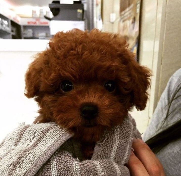 Ред Браун Maltippy F2. і ф1 Зі Львова.