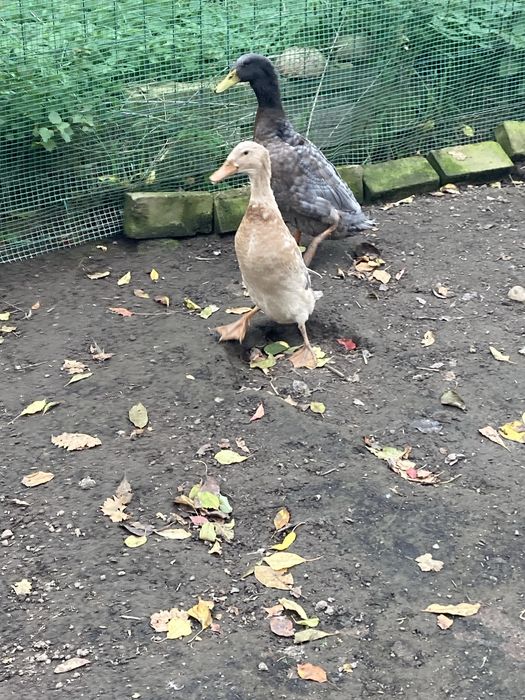 Parka biegusów i kaczki staropolskie