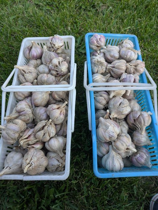 Czosnek ozimy Harnaś 25 główek Xl