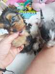 Yorkshire terrier chłopczyk Valentino