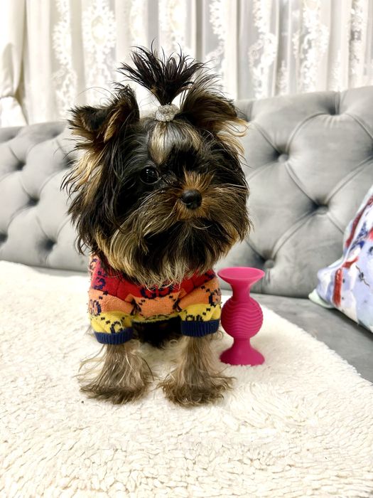 Красунчик Міні Йоркширський терєр