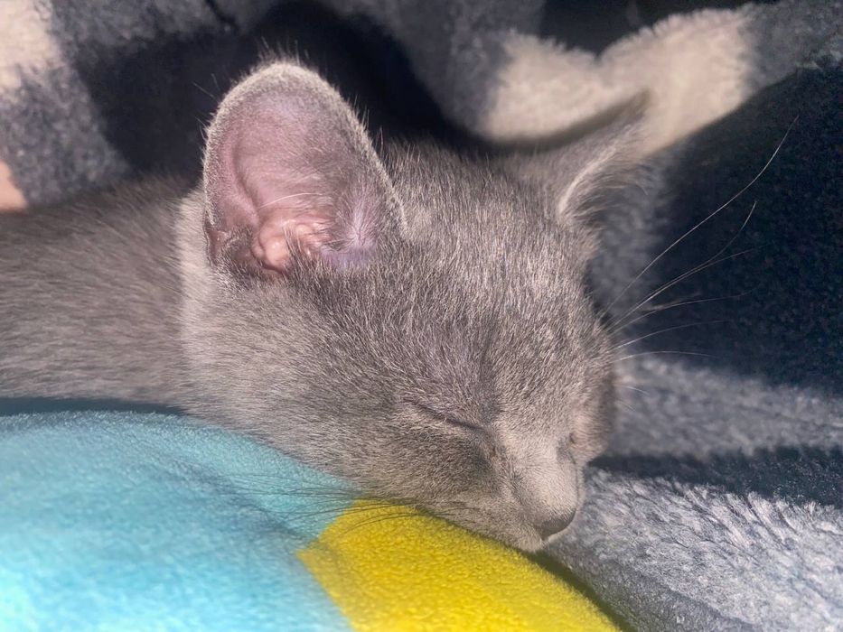 Шоталська прямовуха кішечка