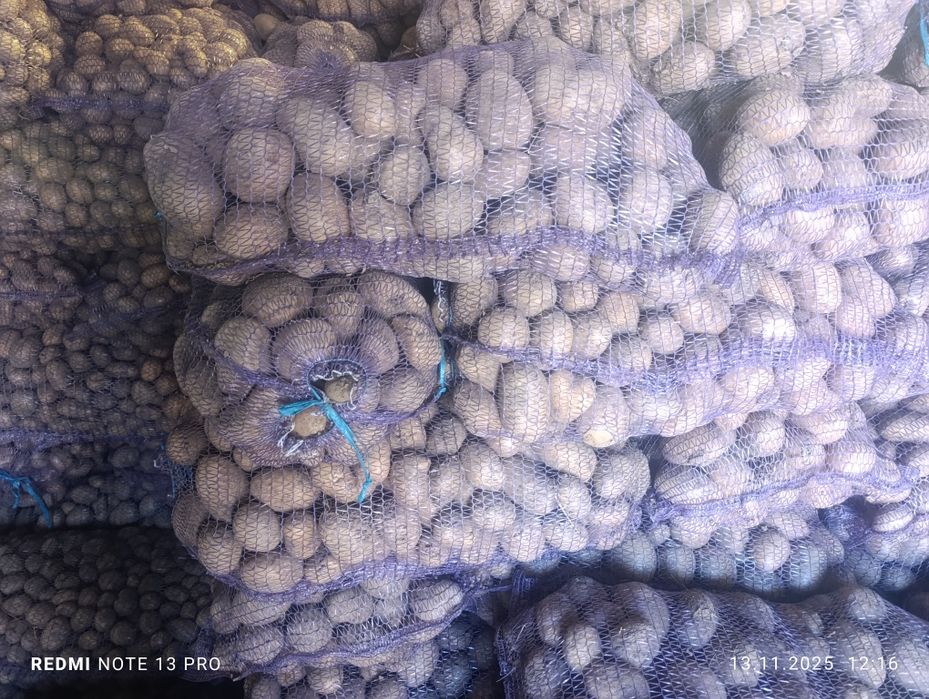 Картопля Парадізо із першої репродукції, Арізона, Корінна  доставка