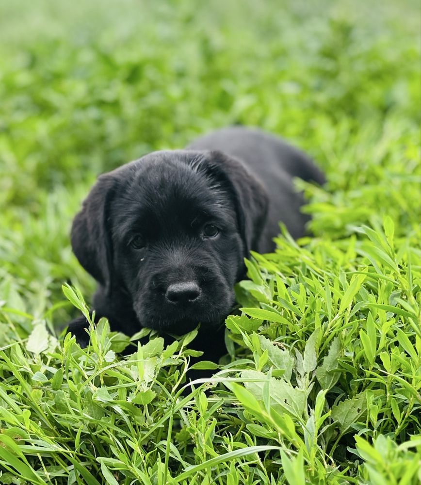 Labrador Retriever piesek ZKwP/FCI