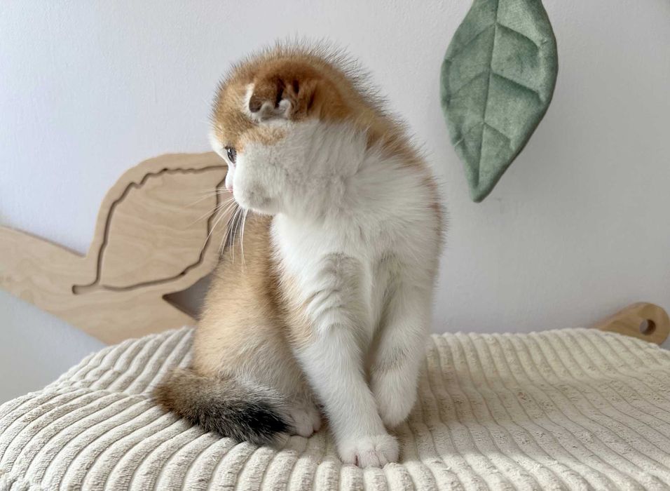 Kocurek szkocki zwisłouchy w kolorze złotym