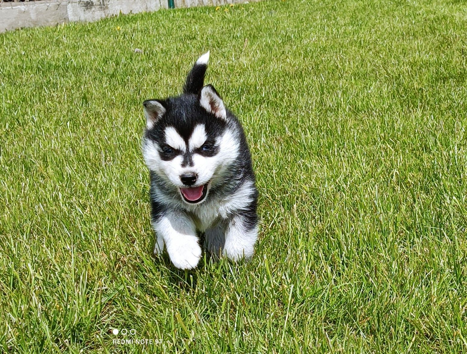 Szczeniaczek Siberian husky gotowy do odbioru.Elitarny rodowód