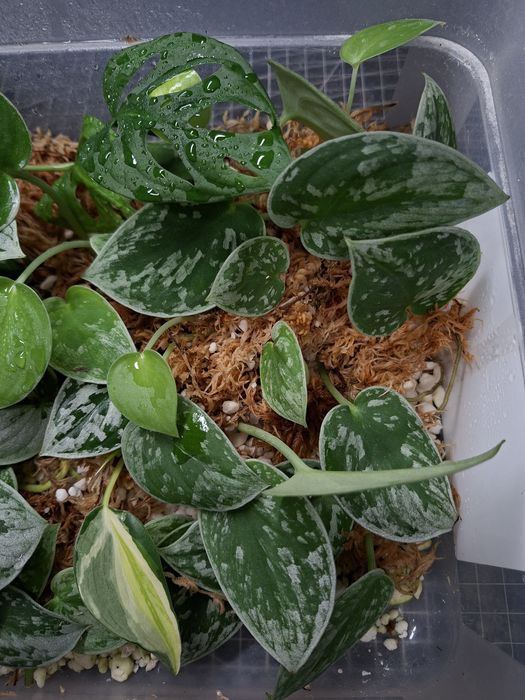 Scindapsus Silvery Ann