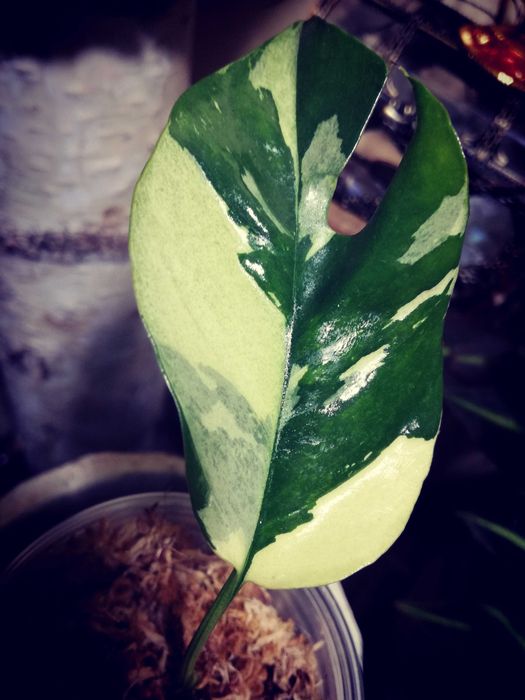 Monstera Minima Variegata Raphidophora Tetrasperma philodendron 1 liść
