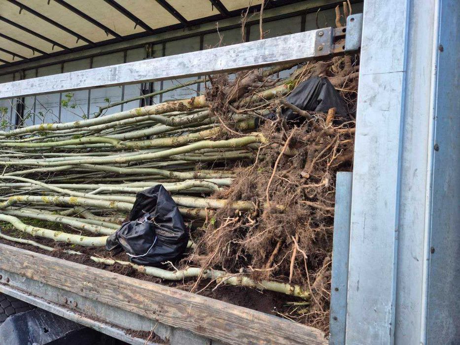 Jesion wyniosły O. 16-30 cm duże drzewa