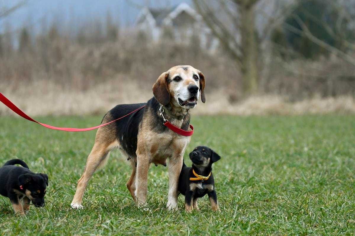 Fibi szuka domu, suczka, w typie rasy Beagle