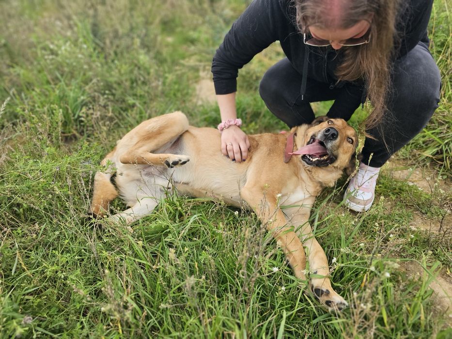 Fantastyczny pies Nemo szuka swego domu