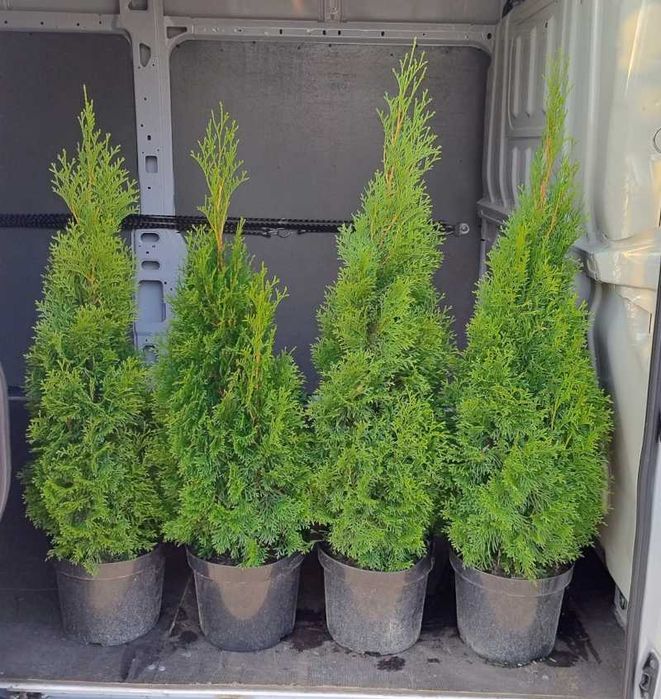 Tuja Tuje Thuja Szmaragd 100-120 cm. PRODUCENT