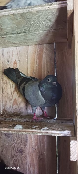 Młode tiplery  budapeszty i  pocztowy