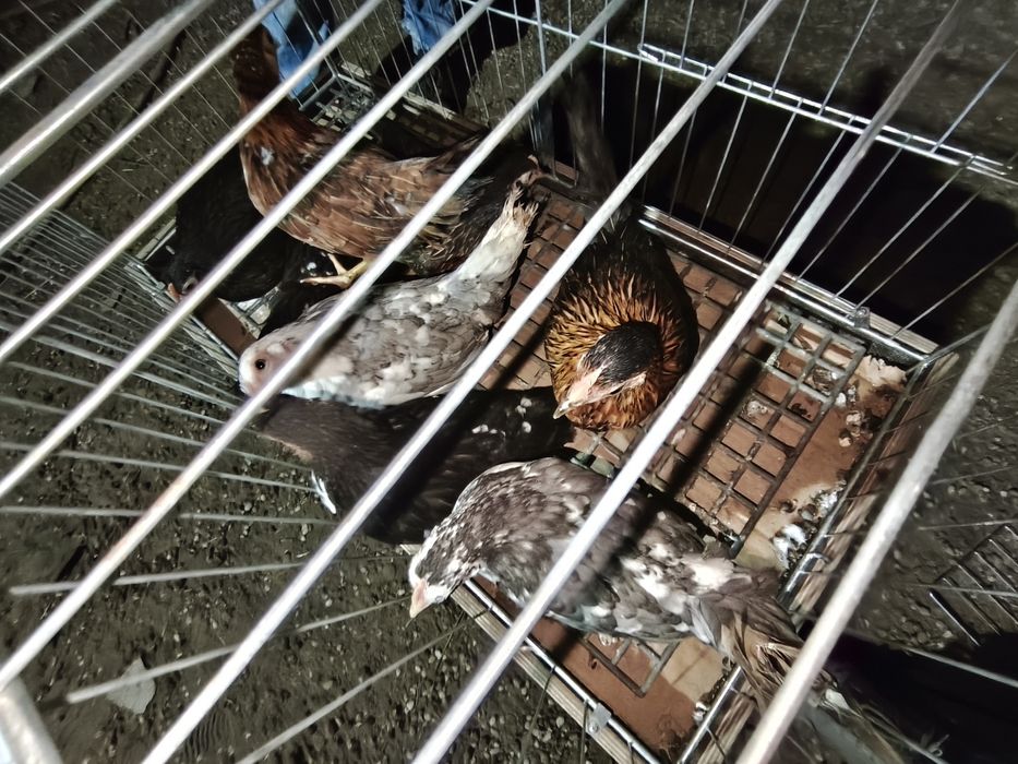 Liliputki Kurczęta 10 tygodniowe