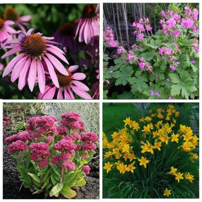 Садовые растения. Почвопокровные. Вечнозелёные. Пестролистные