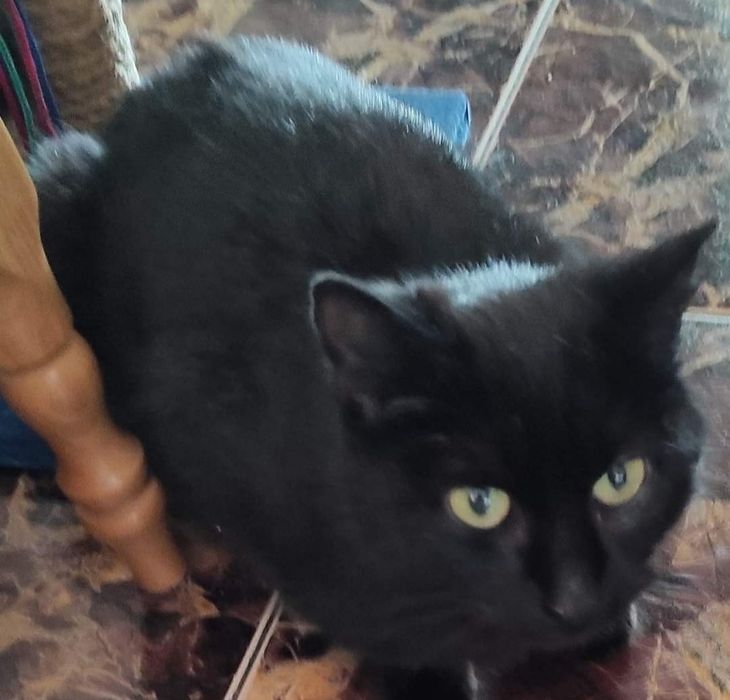 Кішечка в добру родину