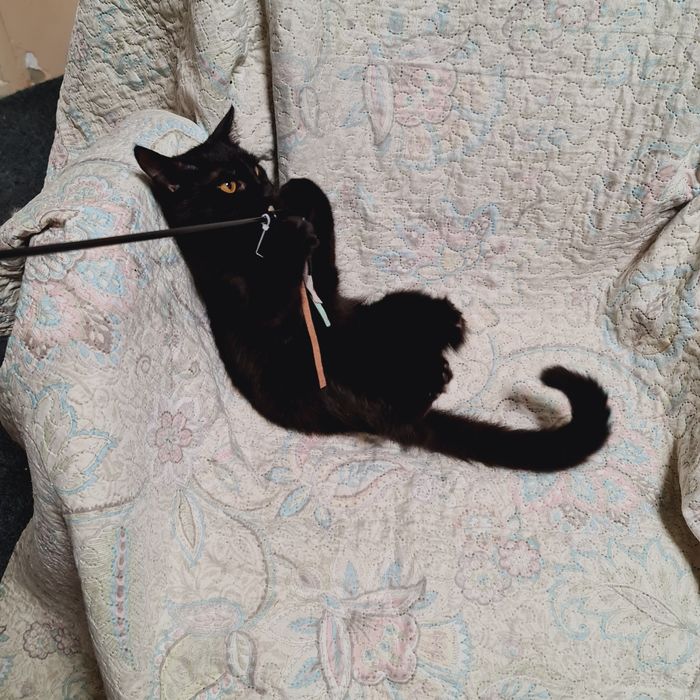 Кошеня чорна дівчинка чёрный котенок