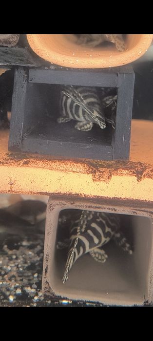 Pleco L134 adultos machos