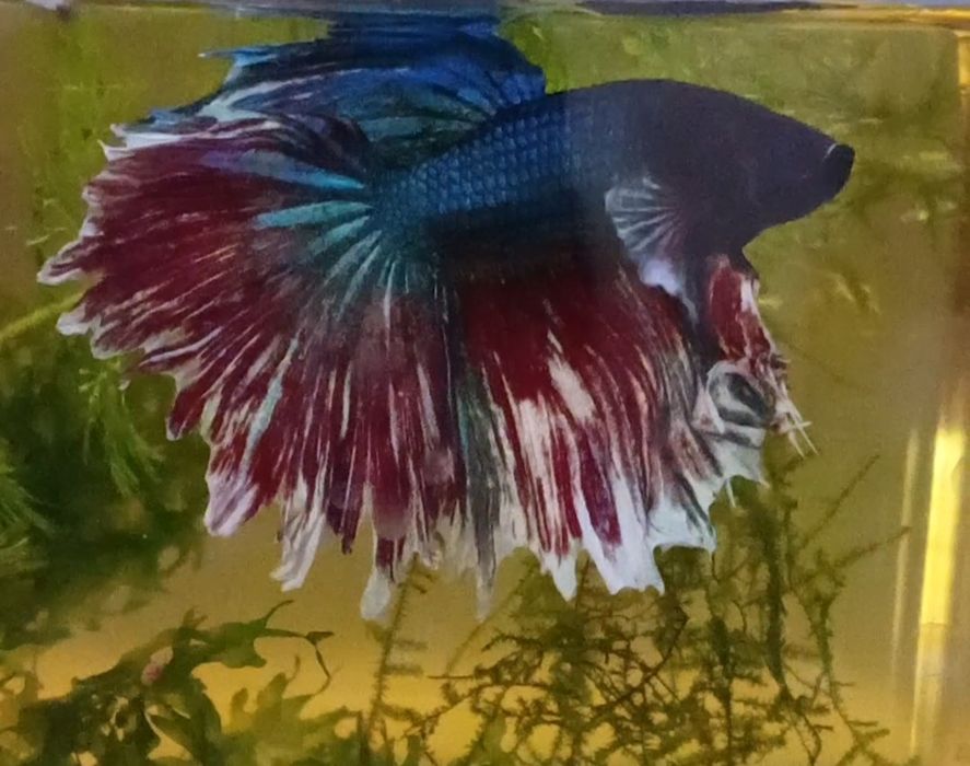 Bojownik marble samiec dumbo