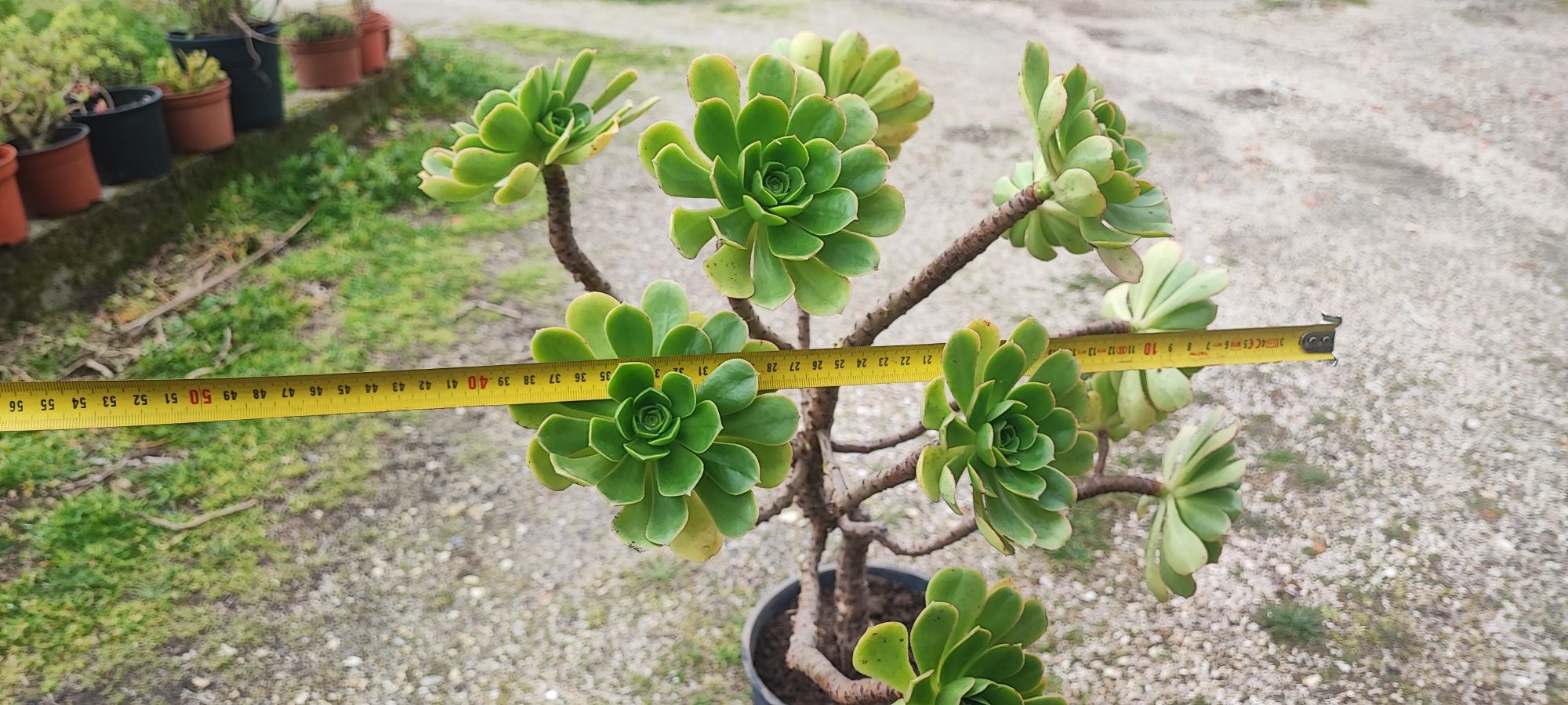 Planta suculenta