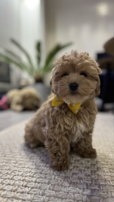 Maltipoo piesek Luigi po rodzicach FCI