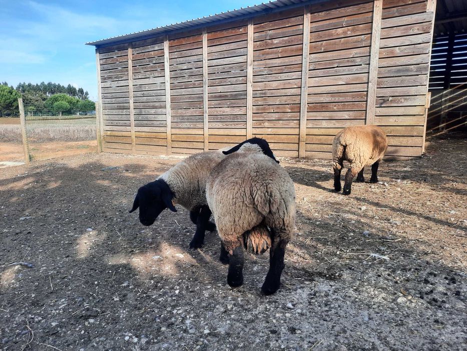 Borrego Suffolk com certificado