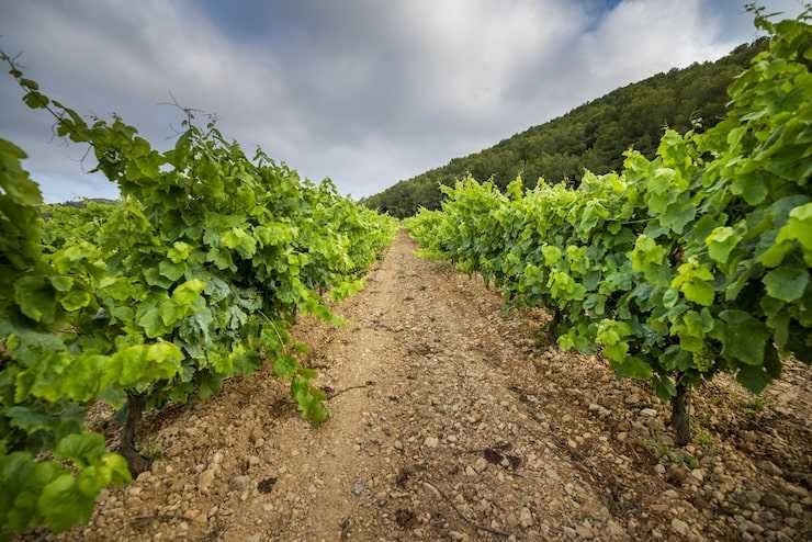 Venda de uvas brancas/tinto para fazer vinho
