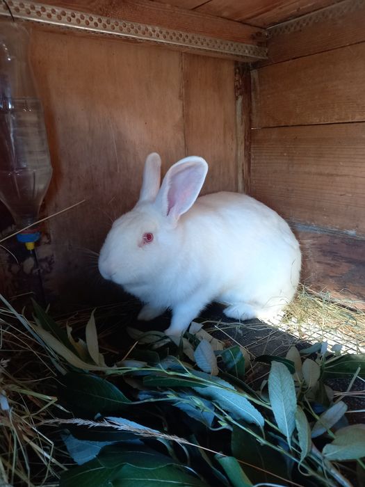 Кролики , кріль, кролі, чистокровні