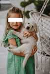 Golden Retriever  :)