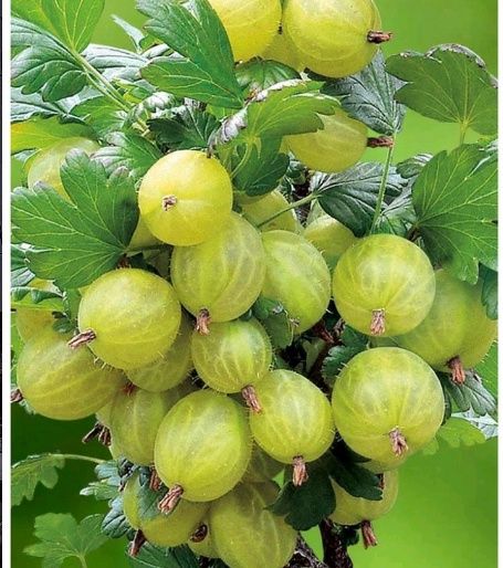 Кущі агруса 2-3річні