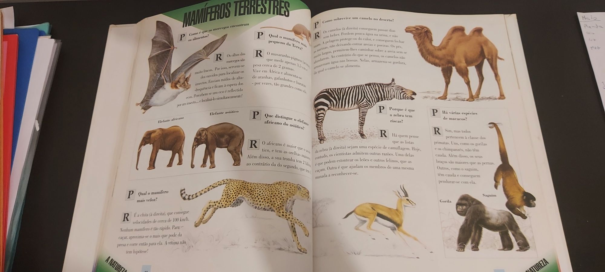 Grande livro ilustrado das perguntas e respostas