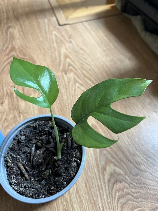 Monstera minima nadwyżka